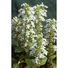 Горлянка / Живучка повзуча Альба | Ajuga reptans Alba | Живучка ползучая Альба