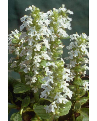 Горлянка / Живучка повзуча Альба | Ajuga reptans Alba | Живучка ползучая Альба