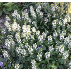 Горлянка / Живучка повзуча Альба | Ajuga reptans Alba | Живучка ползучая Альба