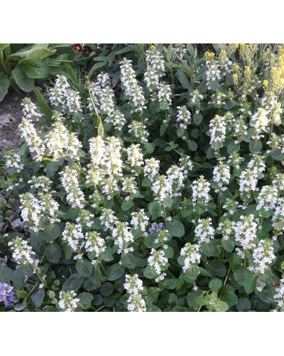 Горлянка / Живучка повзуча Альба | Ajuga reptans Alba | Живучка ползучая Альба