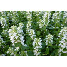 Горлянка / Живучка повзуча Альба | Ajuga reptans Alba | Живучка ползучая Альба
