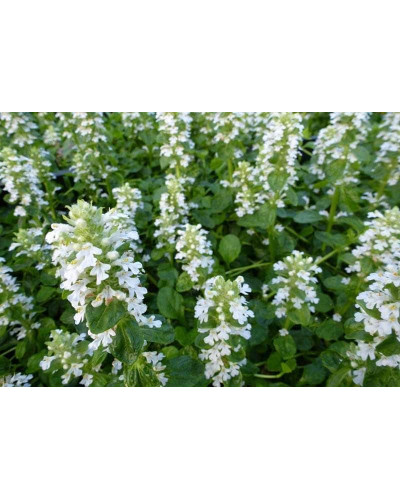 Горлянка / Живучка повзуча Альба | Ajuga reptans Alba | Живучка ползучая Альба