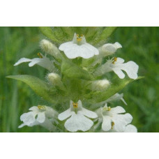 Горлянка / Живучка повзуча Альба | Ajuga reptans Alba | Живучка ползучая Альба