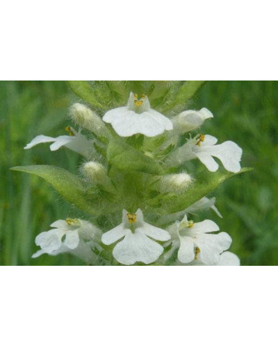 Горлянка / Живучка повзуча Альба | Ajuga reptans Alba | Живучка ползучая Альба