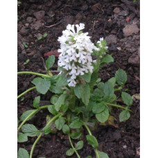 Горлянка / Живучка повзуча Альба | Ajuga reptans Alba | Живучка ползучая Альба