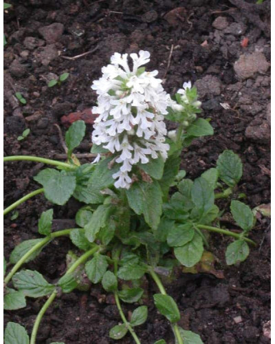 Горлянка / Живучка повзуча Альба | Ajuga reptans Alba | Живучка ползучая Альба