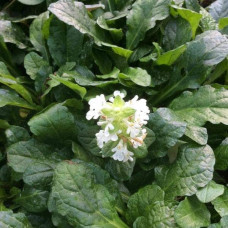 Горлянка / Живучка повзуча Альба | Ajuga reptans Alba | Живучка ползучая Альба