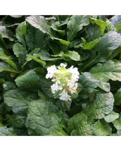 Горлянка / Живучка повзуча Альба | Ajuga reptans Alba | Живучка ползучая Альба