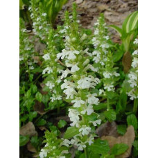 Горлянка / Живучка повзуча Альба | Ajuga reptans Alba | Живучка ползучая Альба