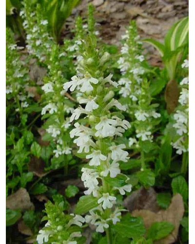 Горлянка / Живучка повзуча Альба | Ajuga reptans Alba | Живучка ползучая Альба