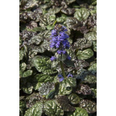 Горлянка / Живучка пірамідальна Металіка Кріспа | Ajuga pyramidalis Metallica Crispa | Живучка пирамидальная Металлика Криспа