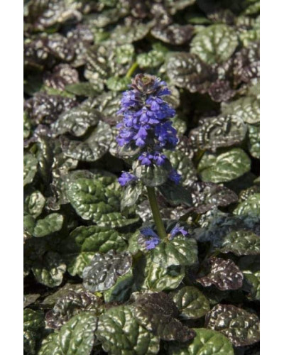 Горлянка / Живучка пірамідальна Металіка Кріспа | Ajuga pyramidalis Metallica Crispa | Живучка пирамидальная Металлика Криспа