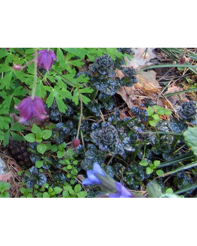 Горлянка / Живучка пірамідальна Металіка Кріспа | Ajuga pyramidalis Metallica Crispa | Живучка пирамидальная Металлика Криспа