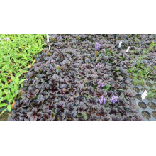 Горлянка / Живучка пірамідальна Металіка Кріспа | Ajuga pyramidalis Metallica Crispa | Живучка пирамидальная Металлика Криспа