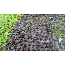 Горлянка / Живучка пірамідальна Металіка Кріспа | Ajuga pyramidalis Metallica Crispa | Живучка пирамидальная Металлика Криспа