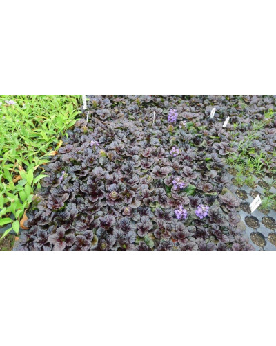 Горлянка / Живучка пірамідальна Металіка Кріспа | Ajuga pyramidalis Metallica Crispa | Живучка пирамидальная Металлика Криспа