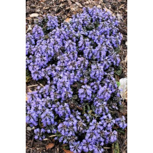 Горлянка / Живучка пірамідальна Металіка Кріспа | Ajuga pyramidalis Metallica Crispa | Живучка пирамидальная Металлика Криспа