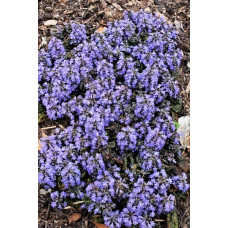 Горлянка / Живучка пірамідальна Металіка Кріспа | Ajuga pyramidalis Metallica Crispa | Живучка пирамидальная Металлика Криспа