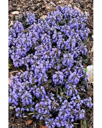 Горлянка / Живучка пірамідальна Металіка Кріспа | Ajuga pyramidalis Metallica Crispa | Живучка пирамидальная Металлика Криспа