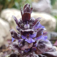 Горлянка / Живучка пірамідальна Металіка Кріспа | Ajuga pyramidalis Metallica Crispa | Живучка пирамидальная Металлика Криспа