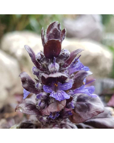 Горлянка / Живучка пірамідальна Металіка Кріспа | Ajuga pyramidalis Metallica Crispa | Живучка пирамидальная Металлика Криспа