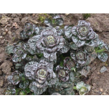 Горлянка / Живучка пірамідальна Металіка Кріспа | Ajuga pyramidalis Metallica Crispa | Живучка пирамидальная Металлика Криспа