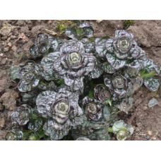 Горлянка / Живучка пірамідальна Металіка Кріспа | Ajuga pyramidalis Metallica Crispa | Живучка пирамидальная Металлика Криспа