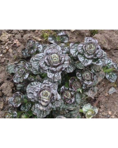 Горлянка / Живучка пірамідальна Металіка Кріспа | Ajuga pyramidalis Metallica Crispa | Живучка пирамидальная Металлика Криспа
