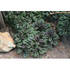 Горлянка / Живучка пірамідальна Металіка Кріспа | Ajuga pyramidalis Metallica Crispa | Живучка пирамидальная Металлика Криспа