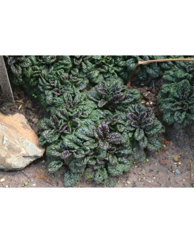 Горлянка / Живучка пірамідальна Металіка Кріспа | Ajuga pyramidalis Metallica Crispa | Живучка пирамидальная Металлика Криспа