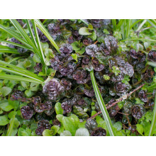 Горлянка / Живучка пірамідальна Металіка Кріспа | Ajuga pyramidalis Metallica Crispa | Живучка пирамидальная Металлика Криспа