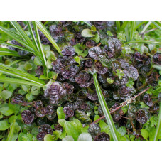 Горлянка / Живучка пірамідальна Металіка Кріспа | Ajuga pyramidalis Metallica Crispa | Живучка пирамидальная Металлика Криспа