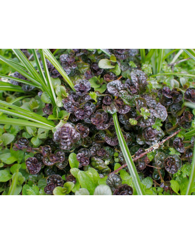 Горлянка / Живучка пірамідальна Металіка Кріспа | Ajuga pyramidalis Metallica Crispa | Живучка пирамидальная Металлика Криспа