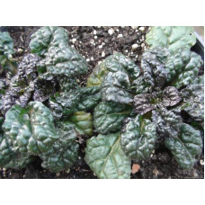 Горлянка / Живучка пірамідальна Металіка Кріспа | Ajuga pyramidalis Metallica Crispa | Живучка пирамидальная Металлика Криспа