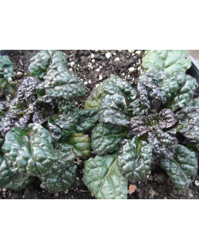Горлянка / Живучка пірамідальна Металіка Кріспа | Ajuga pyramidalis Metallica Crispa | Живучка пирамидальная Металлика Криспа