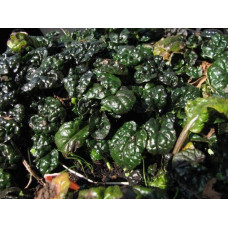 Горлянка / Живучка пірамідальна Металіка Кріспа | Ajuga pyramidalis Metallica Crispa | Живучка пирамидальная Металлика Криспа