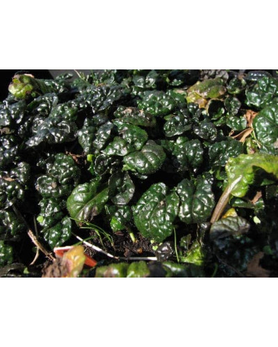Горлянка / Живучка пірамідальна Металіка Кріспа | Ajuga pyramidalis Metallica Crispa | Живучка пирамидальная Металлика Криспа