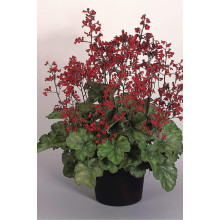 Гейхера Рубі Беллс | Heuchera sanguinea Ruby Bells | Гейхера Руби Беллс