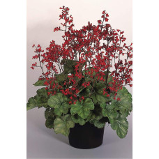 Гейхера Рубі Беллс | Heuchera sanguinea Ruby Bells | Гейхера Руби Беллс