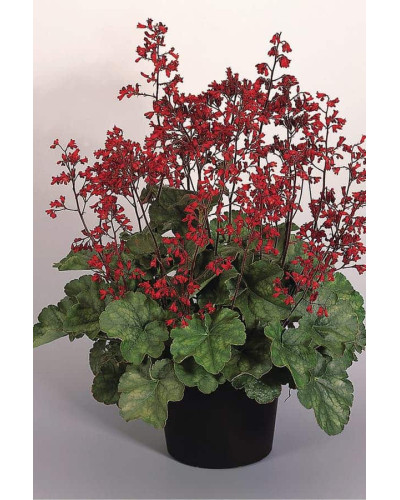 Гейхера Рубі Беллс | Heuchera sanguinea Ruby Bells | Гейхера Руби Беллс