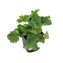 Гейхера Рубі Беллс | Heuchera sanguinea Ruby Bells | Гейхера Руби Беллс