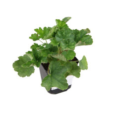 Гейхера Рубі Беллс | Heuchera sanguinea Ruby Bells | Гейхера Руби Беллс