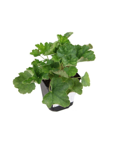 Гейхера Рубі Беллс | Heuchera sanguinea Ruby Bells | Гейхера Руби Беллс