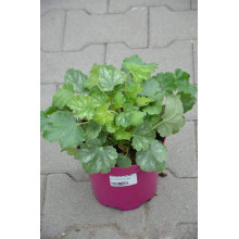 Гейхера Рубі Беллс | Heuchera sanguinea Ruby Bells | Гейхера Руби Беллс
