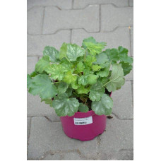 Гейхера Рубі Беллс | Heuchera sanguinea Ruby Bells | Гейхера Руби Беллс