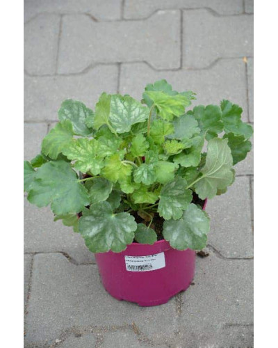 Гейхера Рубі Беллс | Heuchera sanguinea Ruby Bells | Гейхера Руби Беллс