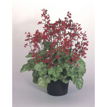 Гейхера Рубі Беллс | Heuchera sanguinea Ruby Bells | Гейхера Руби Беллс