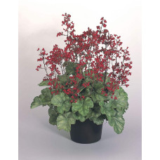 Гейхера Рубі Беллс | Heuchera sanguinea Ruby Bells | Гейхера Руби Беллс