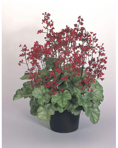 Гейхера Рубі Беллс | Heuchera sanguinea Ruby Bells | Гейхера Руби Беллс