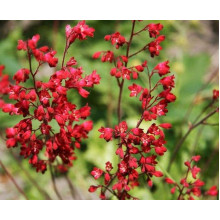 Гейхера Рубі Беллс | Heuchera sanguinea Ruby Bells | Гейхера Руби Беллс